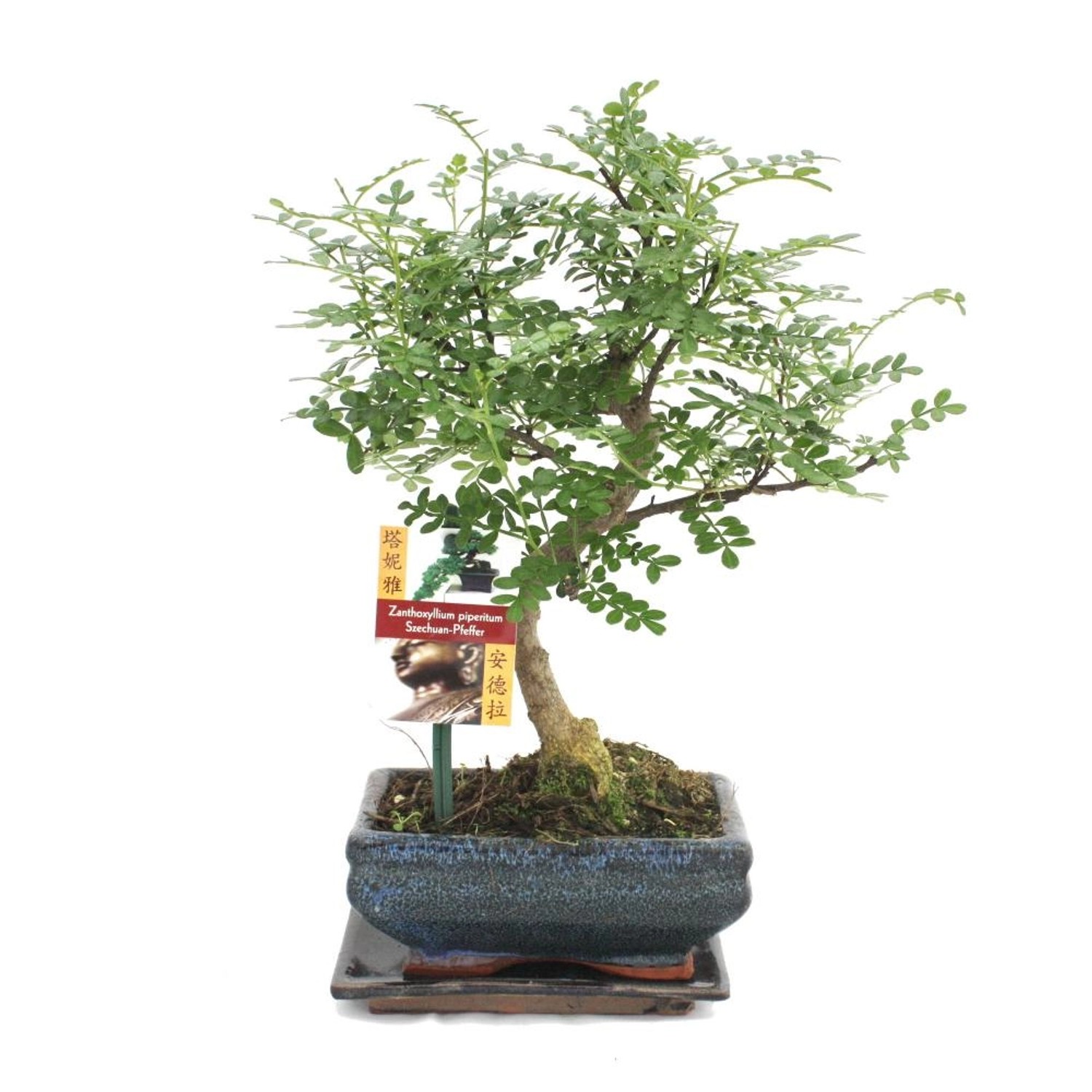 Exotenherz Bonsai Szechuan-Pfeffer Zanthoxylum Piperitum ca. 6 Jahre ...
