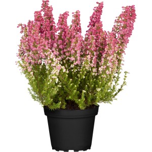 Glockenheide Erica gracilis im Topf, rosa Blüten, grüne Blätter. GROW by OBI Heide.