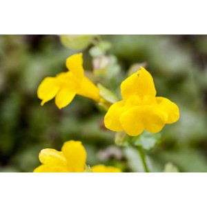 Gelbes Gauklerblümchen (Mimulus Luteus) im Topf, leuchtend gelbe Blüte, Nahaufnahme.