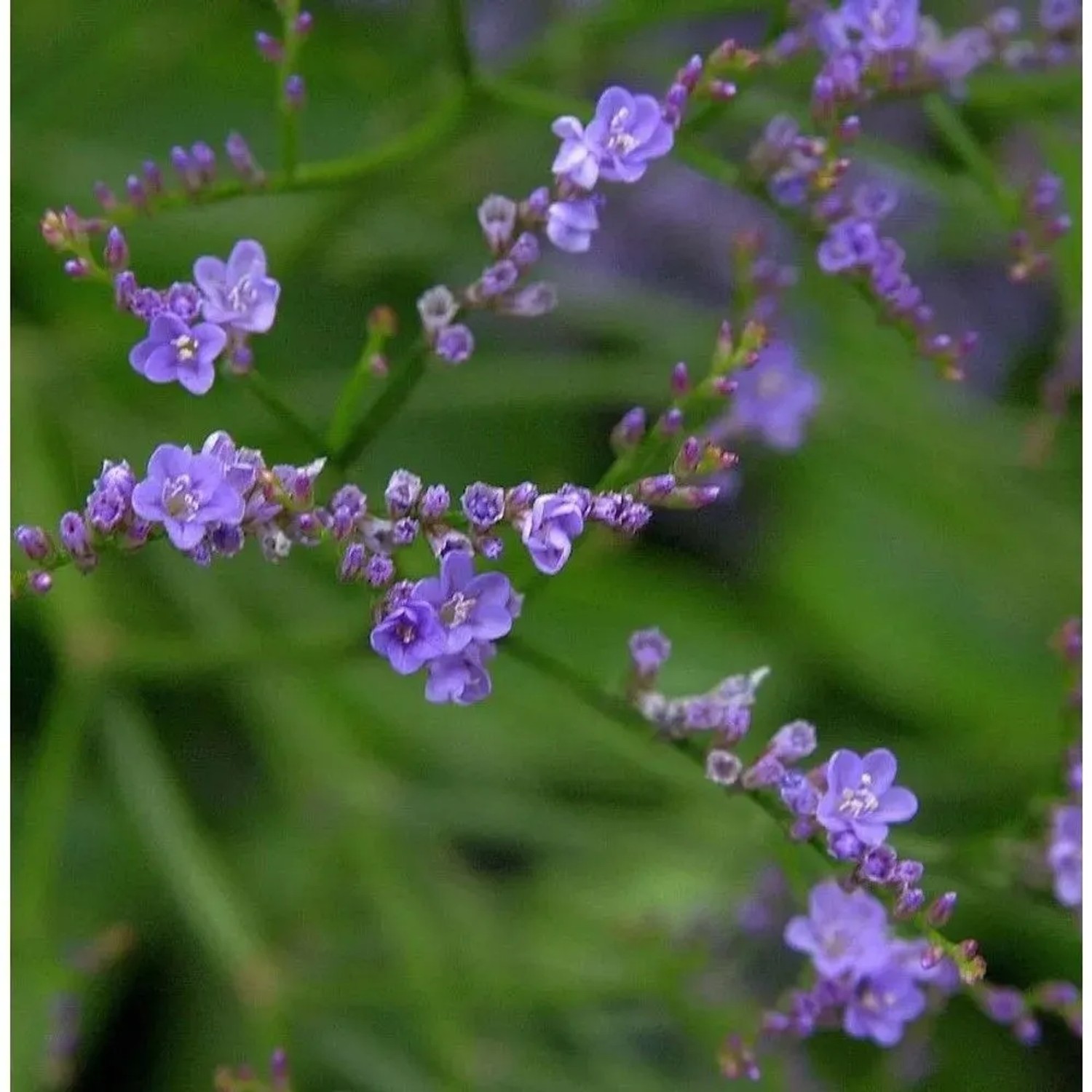 Meerlavendel - Limonium,atifolium