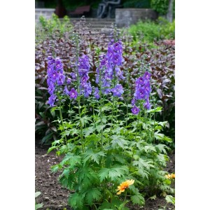 Blühender, blauer Delphinium Rittersporn (Schildknappe) im 11x11 cm Topf.