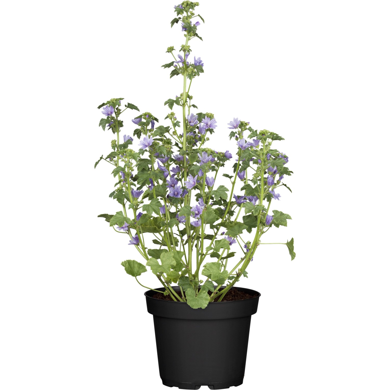 GROW by OBI Moschus-Malve Rosa ca. 80 cm Malva moschata günstig online kaufen