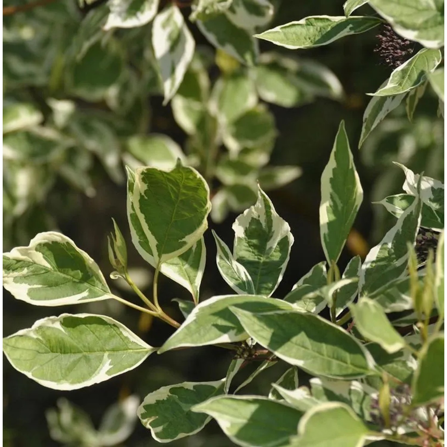 Amerikanischer Blumen-Hartriegel Daybreak 60-80cm - Cornus florida