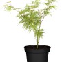 Grüner OBI Schlitzahorn 'Dissectum Viridis' im Topf (Ø 19cm) mit filigranem Laub.