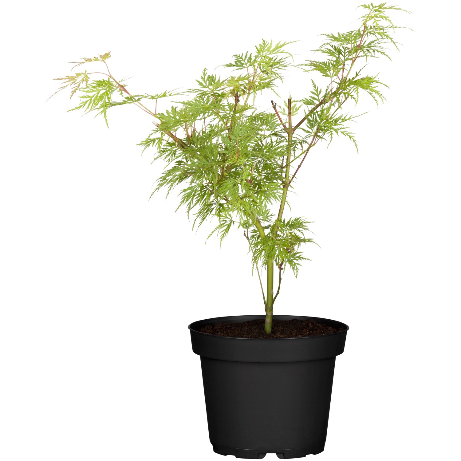 OBI Schlitzahorn Dissectum Viridis Grün Topf-Ø 19 cm günstig online kaufen