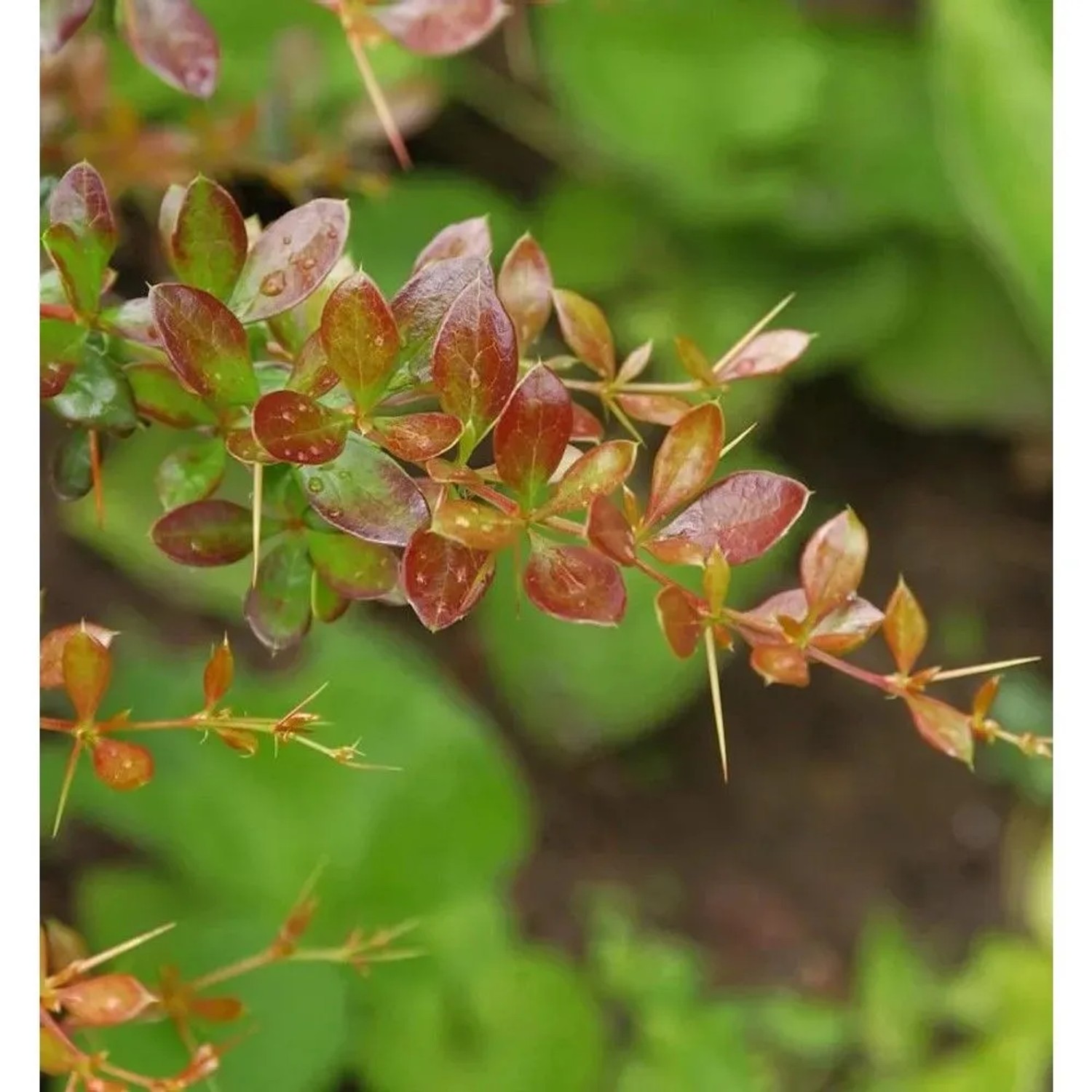 Beberitze Red Jewel 40-50cm - Berberis media
