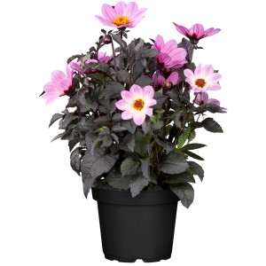 Dahlie Happy Days im Topf, ca. 10-20 cm hoch, mit rosa Blüten und dunklem Laub.