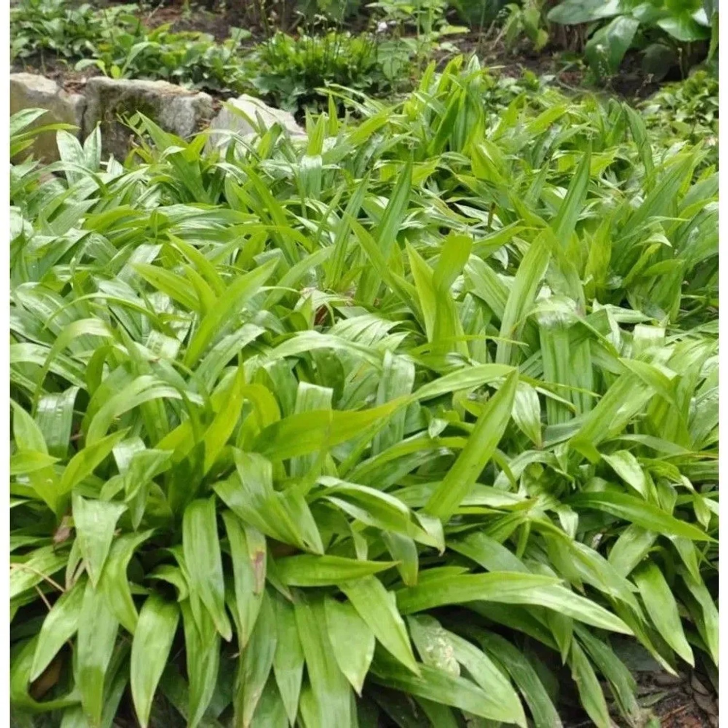 Breitblattsegge - Carex plantaginea günstig online kaufen