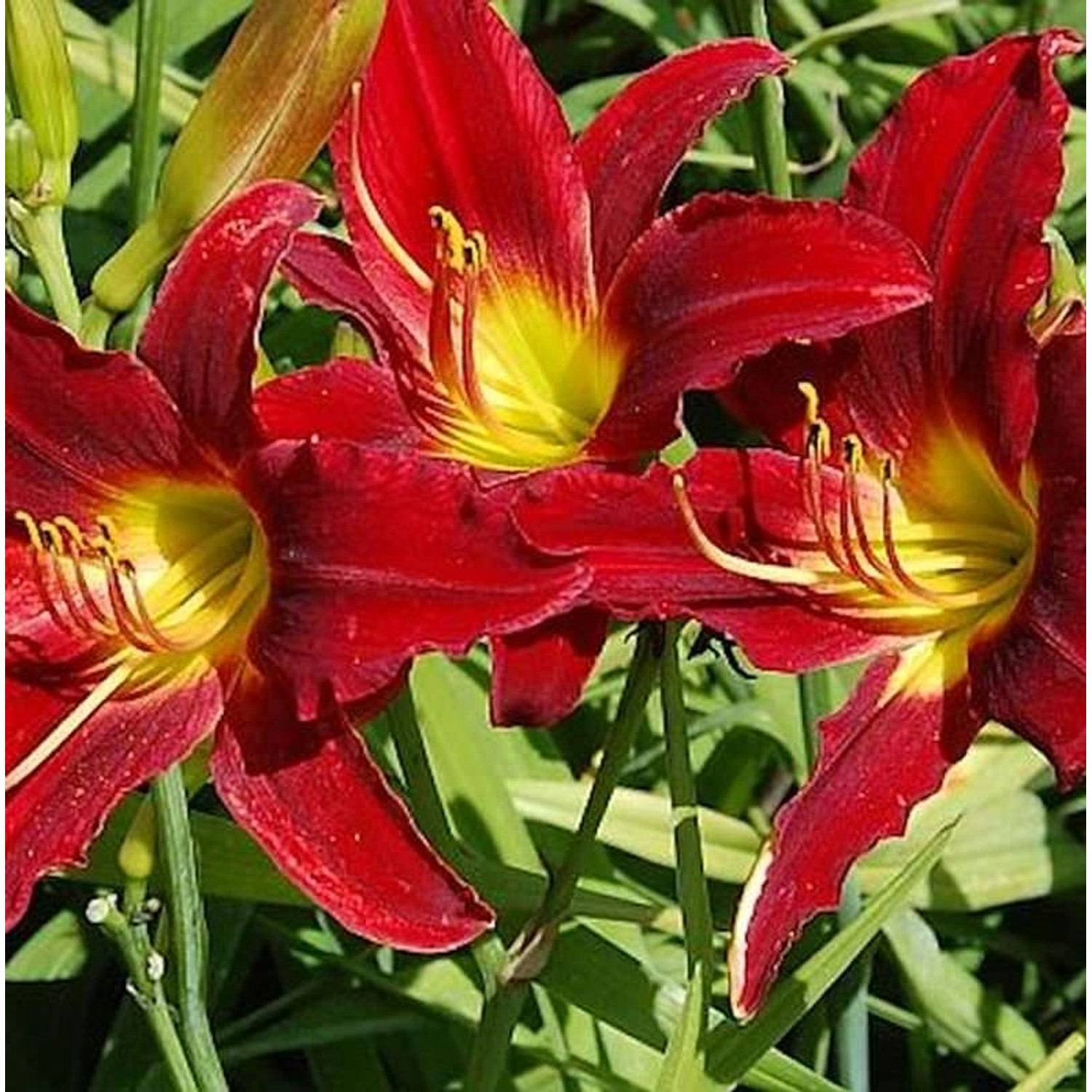 Taglilie King of Hearts - Hemerocallis cultorum günstig online kaufen