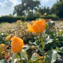 Beetrose Amber Queen im Topf mit orange-gelben Blüten im Garten.