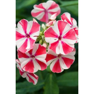 Nahaufnahme der gestreiften Blüten der Phlox Paniculata 'Peppermint Twist' Flammenblume.