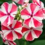 Nahaufnahme der gestreiften Blüten der Phlox Paniculata 'Peppermint Twist' Flammenblume.