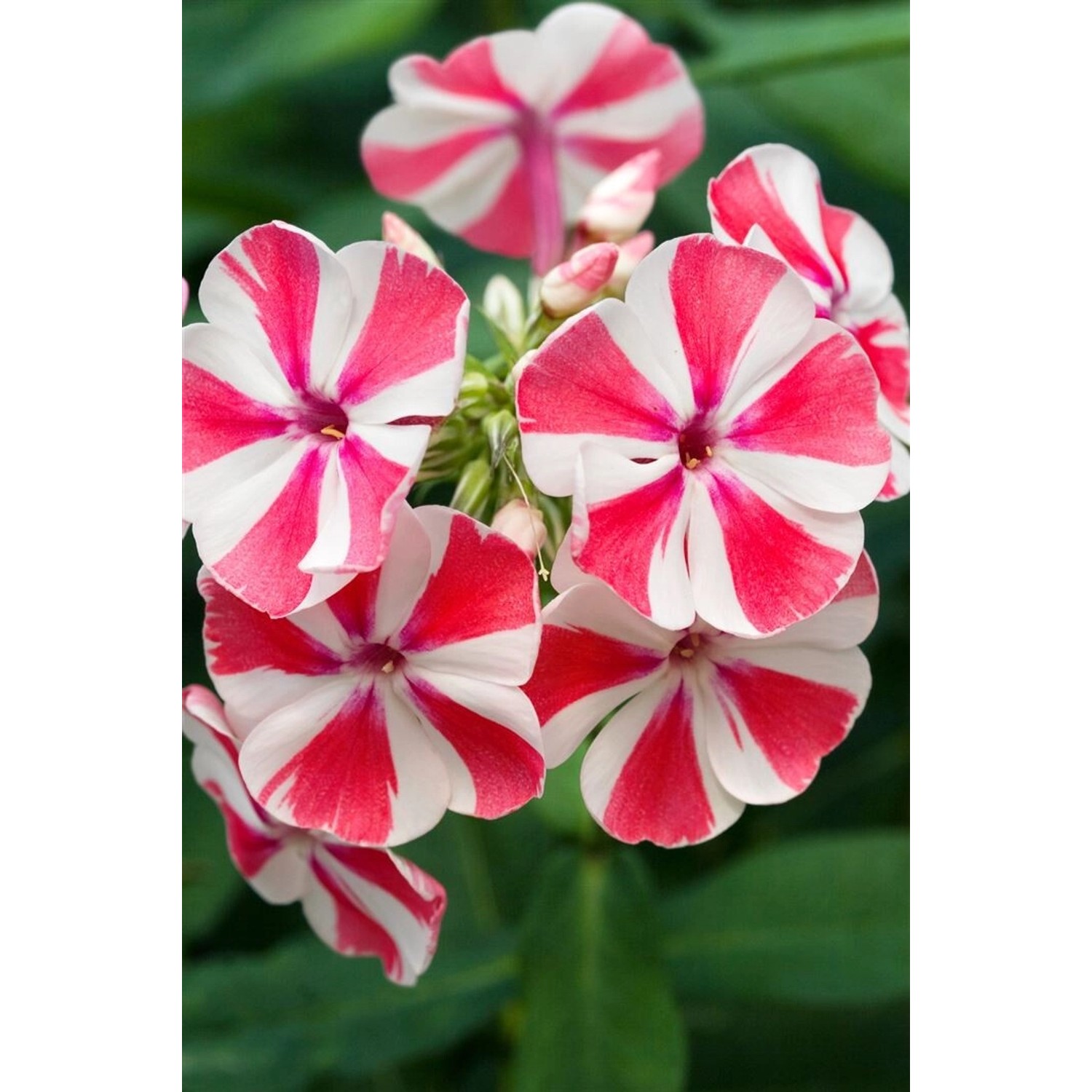 Phlox Paniculata Peppermint Twist Flammenblume Ca. 11x11 cm Topf günstig online kaufen