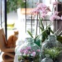 Seramis Orchideen-Substrat in Glasgefäßen, mit blühenden Orchideen und einer Katze im Hintergrund.