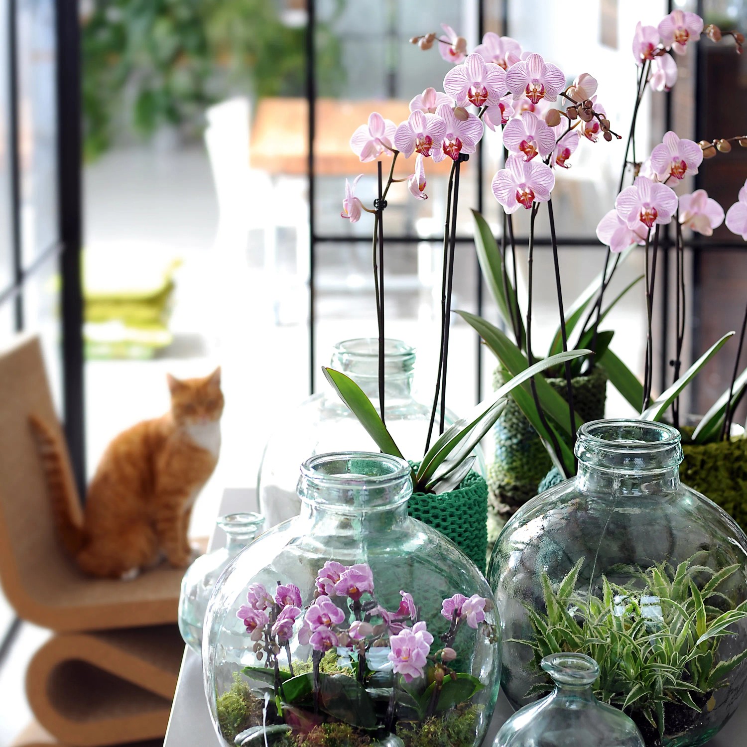 Seramis Orchideen-Substrat in Glasgefäßen, mit blühenden Orchideen und einer Katze im Hintergrund.