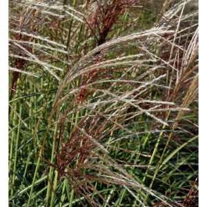 Detailaufnahme von Chinaschilf 'Herbstfeuer', einer dekorativen Staude mit rötlichen Blütenständen.