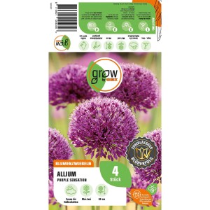 Verpackung GROW by OBI Zierlauch Purple Sensation, 4 Stück Blumenzwiebeln Allium mit violetten Blüten.