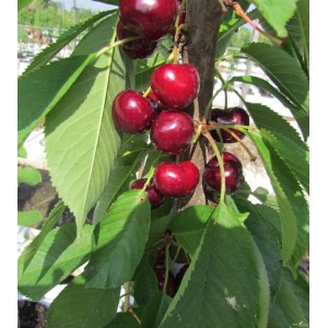 Säulen-Süßkirsche Victoria 120 - 140 cm Prunus avium