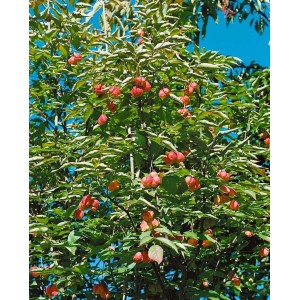 Pimpernuss (Staphylea pinnata) mit dekorativen, roten Früchten im Garten.