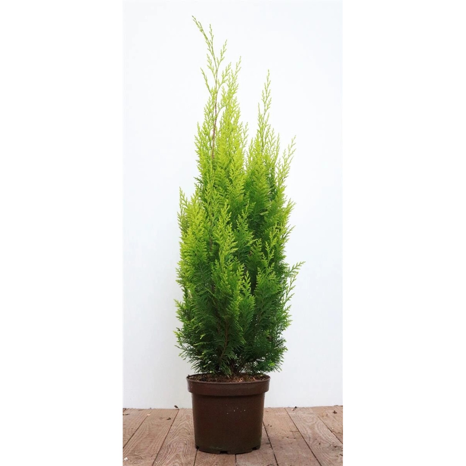 Chamaecyparis lawsoniana 'Ivonne' 60-80 cm günstig online kaufen