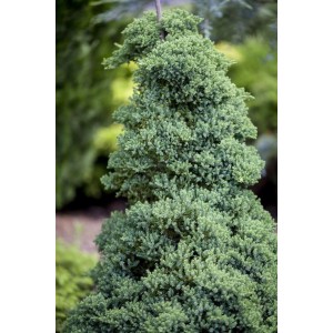 Kriech-Wacholder 'Nana' mit 40 cm Stammhöhe, buschiger Bodendecker für Steingärten.
