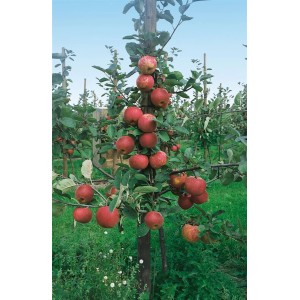 Apfelbaum 'Roter Boskoop' (150-200cm) mit reifen, roten Äpfeln im Garten.