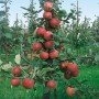Apfelbaum 'Roter Boskoop' (150-200cm) mit reifen, roten Äpfeln im Garten.