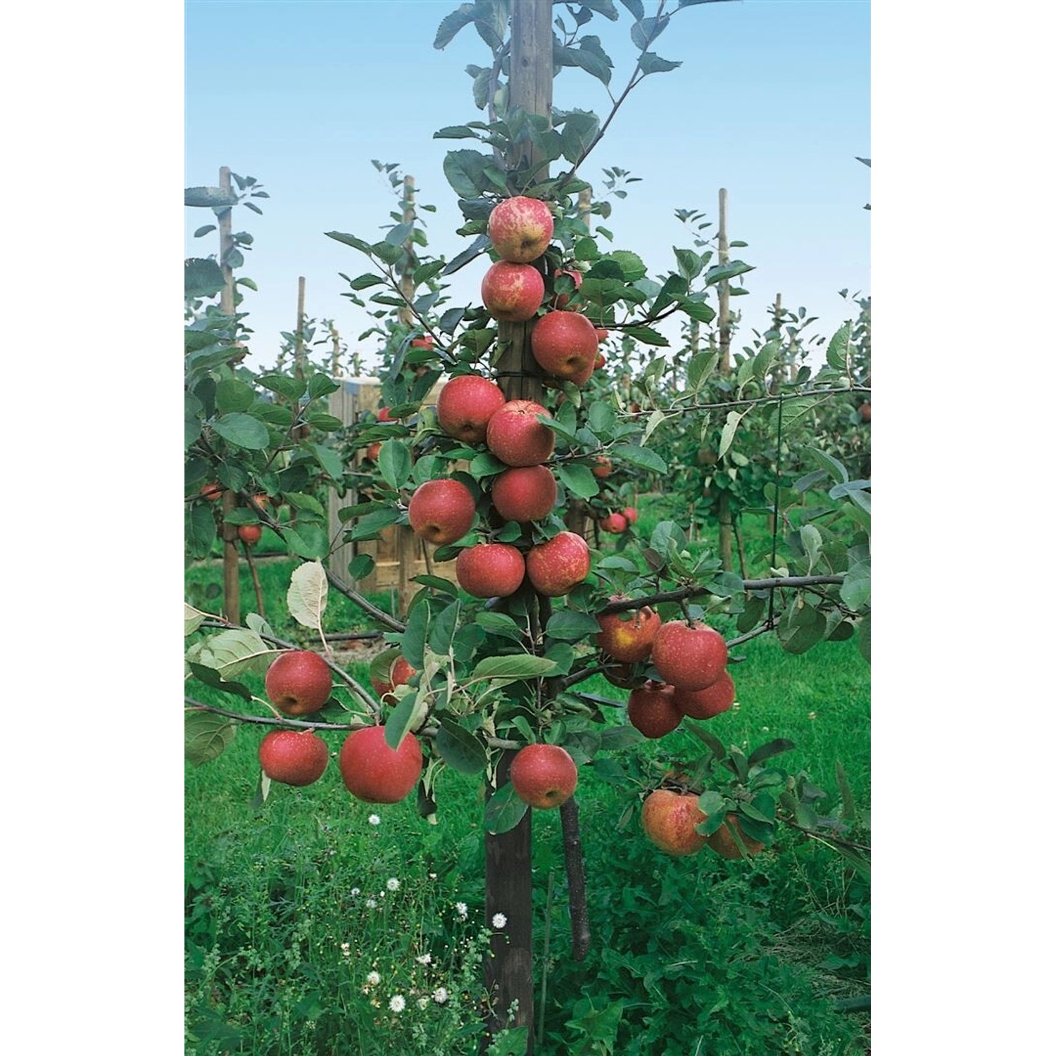 Malus Roter Boskoop Apfelbaum CAC 150-200cm günstig online kaufen