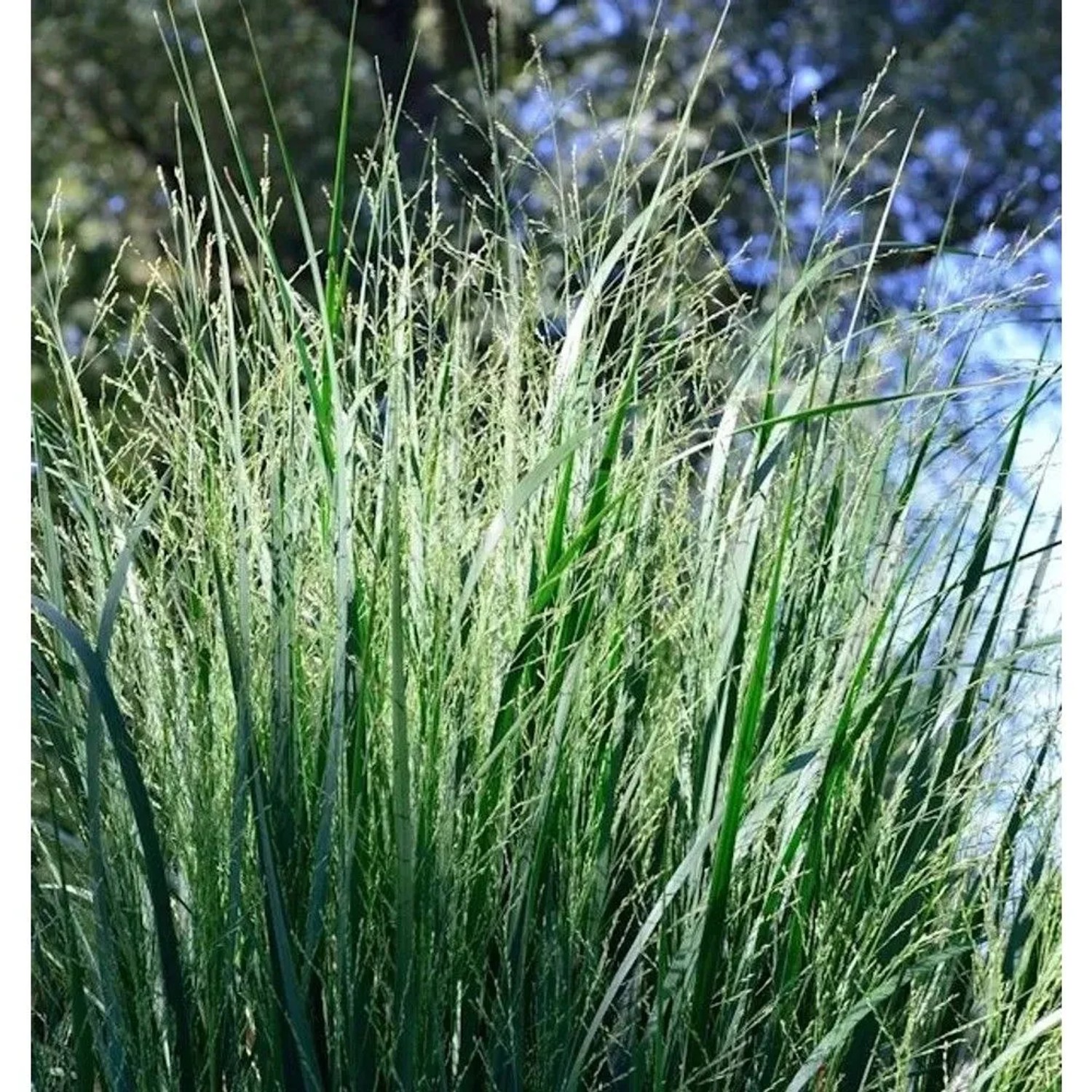 Purpur Liebesgras - großer Topf - Eragrostis spectabilis