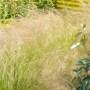 Mexikanisches Federgras 'Ponytails' im Garten: Ziergras mit filigranen Halmen und weißen Blütenständen.