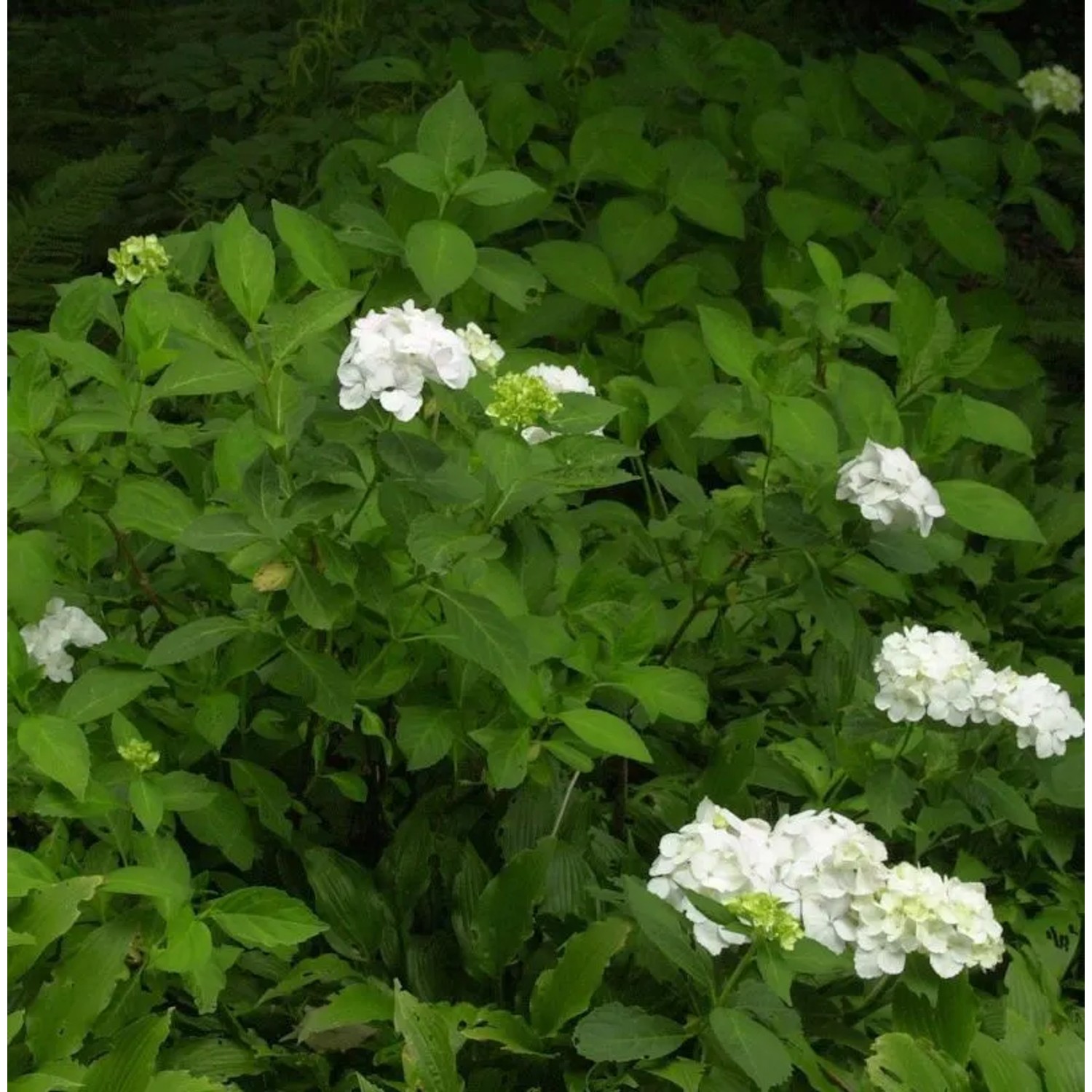 Bauernhortensie Mme E. Moulliere 40-60cm - Hydrangea macrophylla
