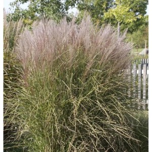 Chinaschilf 'Silberspinne' im XXXL Topf, ein dekoratives Ziergras für den Garten.