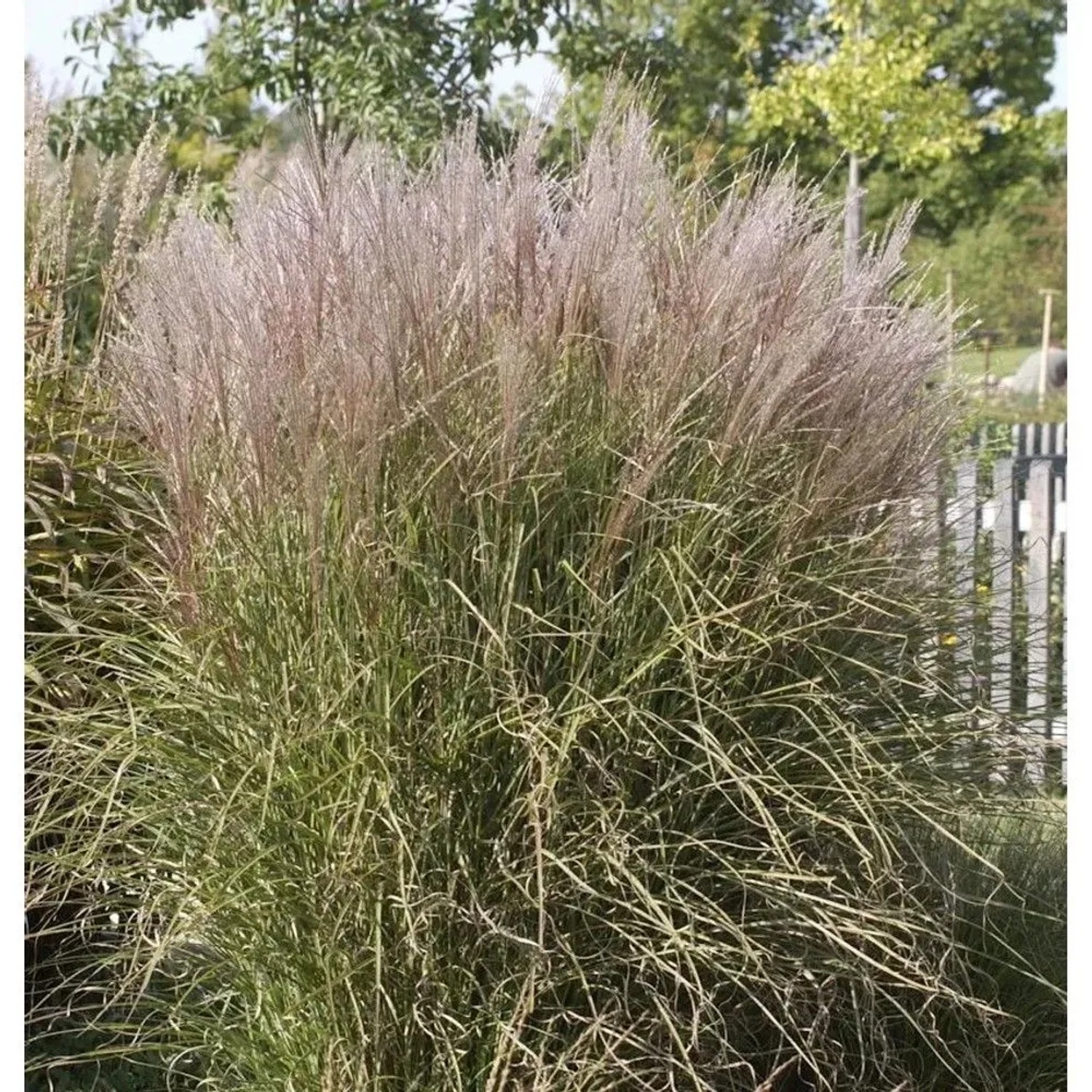 Chinaschilf Silberspinne - XXXL Topf - Miscanthus sinensis