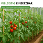 Reife rote Stabtomaten Tamina an grünen Pflanzen, gestützt mit Stäben im Garten oder Gewächshaus.