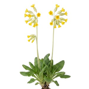 Echte Schlüsselblume Primula veris mit gelben Glockenblüten und grünen Blättern. Wildstaude, Frühblüher für Garten.