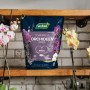 Westland Orchideenerde torffrei 4 l Sack mit Orchideen auf Holzregal.