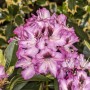 Nahaufnahme eines Rhododendron Hybr. Kokardia Strauchs mit rot-weißen Blüten.