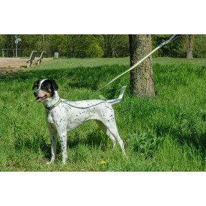 Hund mit gelbem LED Halsband von Dobar im Park. Reflektierendes, verstellbares Hundehalsband für mehr Sicherheit.