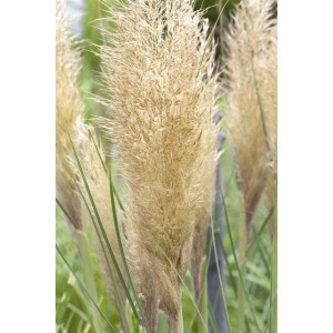 Nahaufnahme von goldfarbenem Pampasgras (Cortaderia selloana Golden Goblin) mit silbrigen Blütenständen.