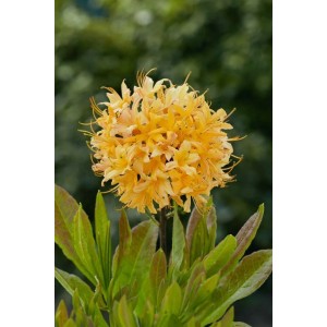 Leuchtend gelb-oranger Rhododendron Austrinum (60–70 cm) im Garten.
