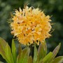 Leuchtend gelb-oranger Rhododendron Austrinum (60–70 cm) im Garten.