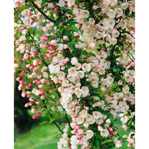 Blühender Zierapfel 'Adirondack' mit weißen Blüten und rosa Knospen. Hausbaum für Garten und Kübel.