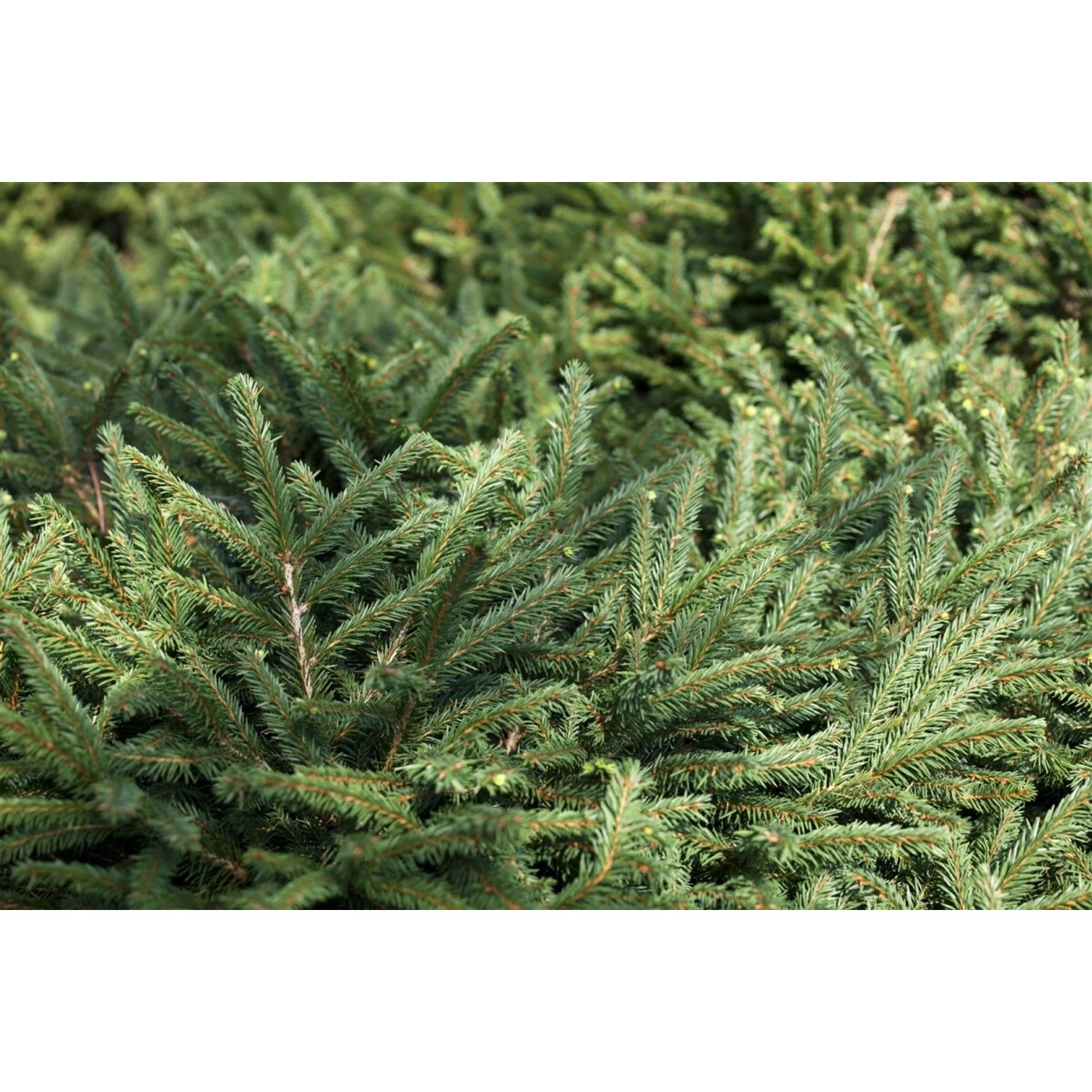Picea Abies Pumila Glauca Fichte Kompakt 40–50 cm günstig online kaufen