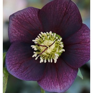 Nahaufnahme der dunkelvioletten Christrose 'Blue Lady' (Helleborus orientalis) mit gelber Mitte.