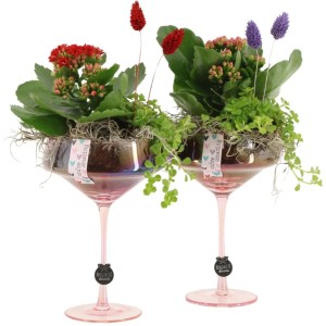 Pflanzenarrangement im Champagnerglas Topf-Ø ca. 12 cm