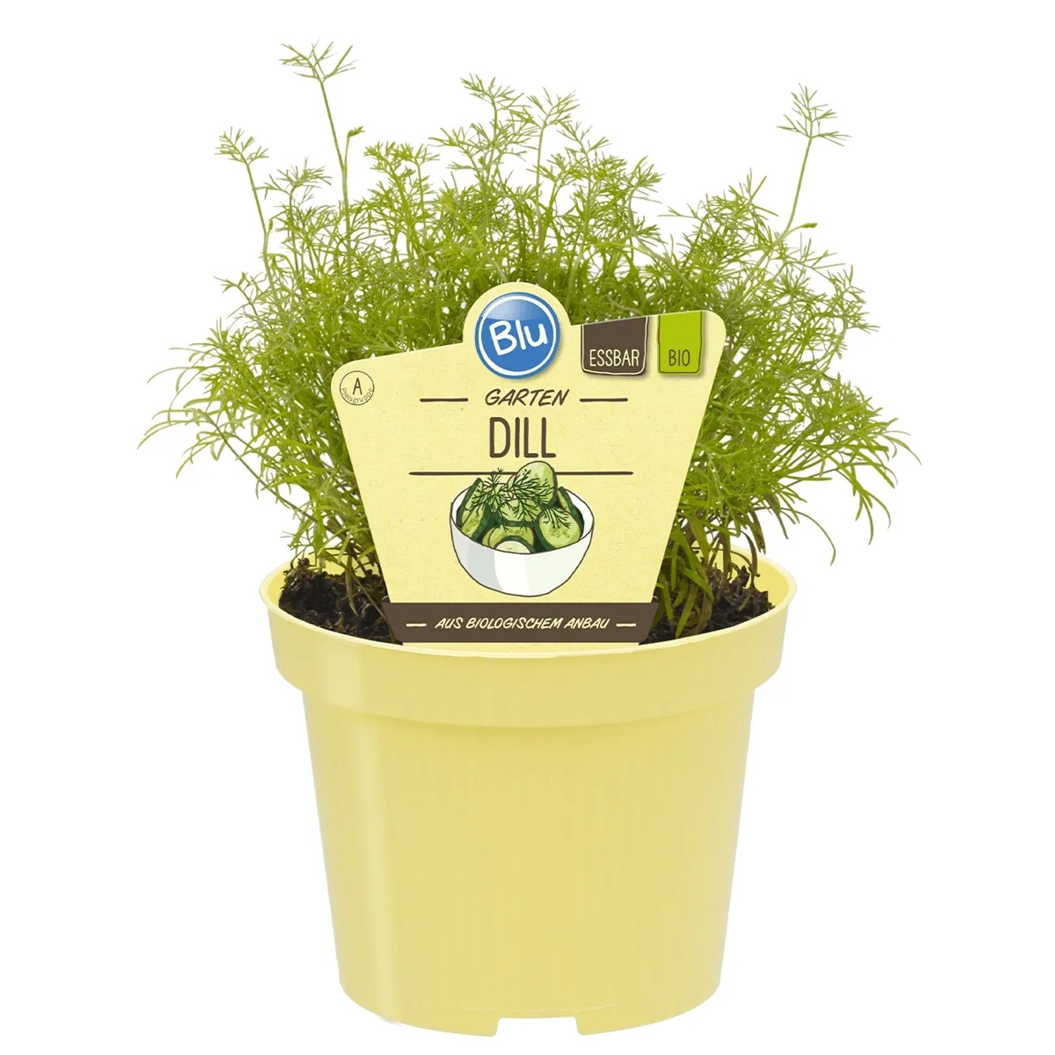 Blu Dill Bio Topf-Ø ca. 12 cm