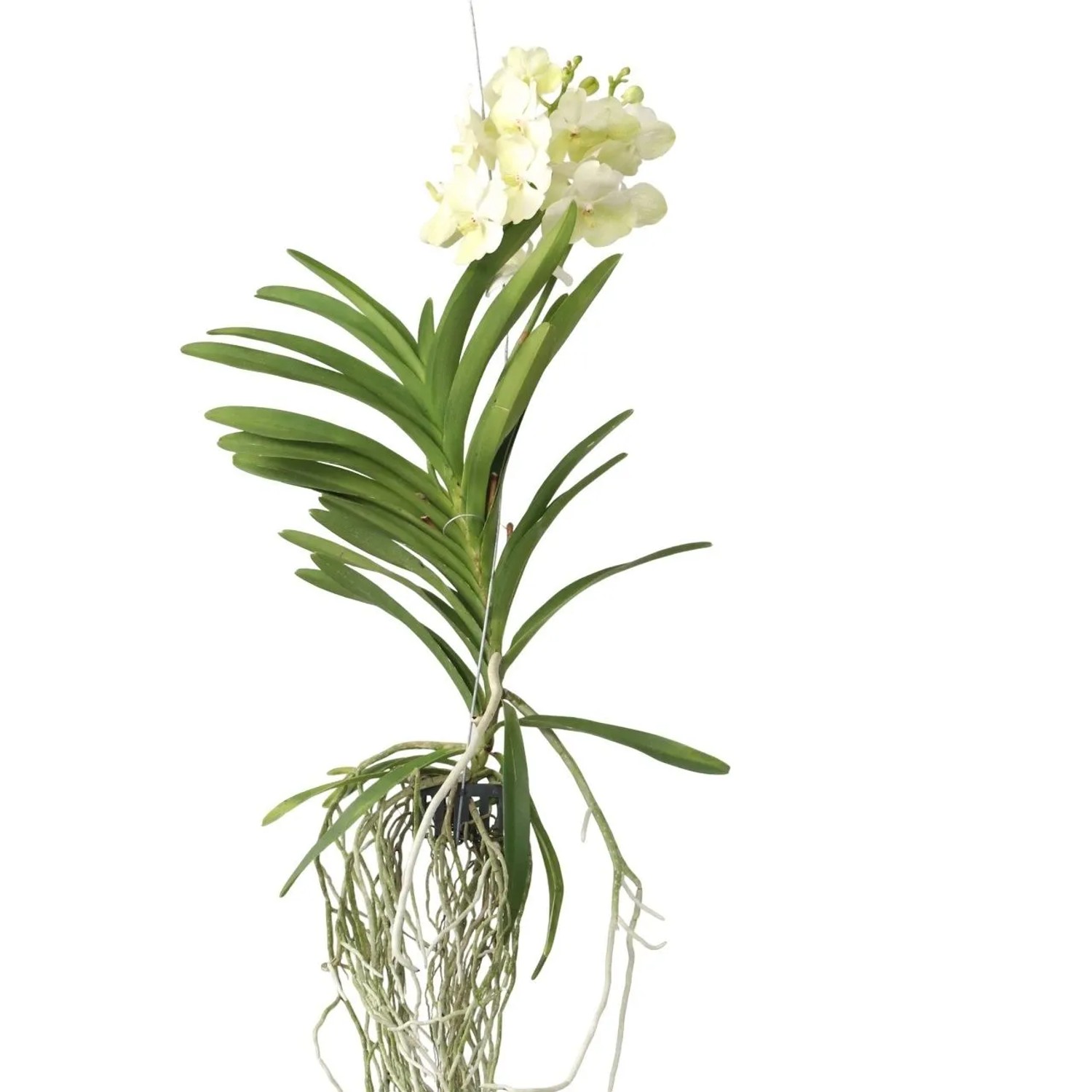 Plant In A Box Vanda-Orchidee Vanda 'Tayanee White' Höhe 45cm Ø30 Weiß