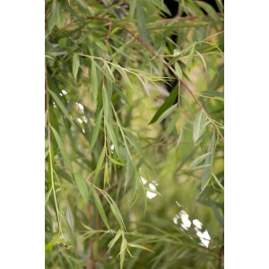 Detailaufnahme der grünen Blätter einer Salix Alba Tristis Trauerweide.