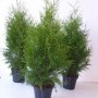 Drei Thuja 'Brabant' Heckenpflanzen (80-100 cm) im Topf, immergrün und buschig.