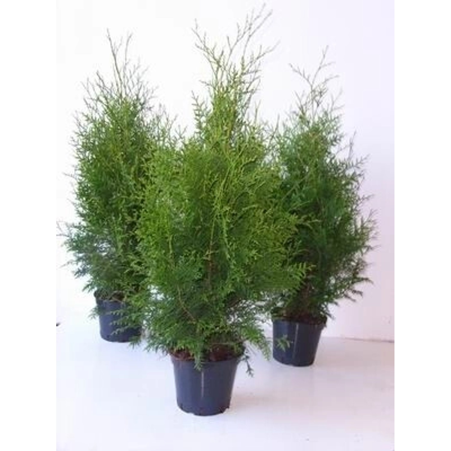 Thuja occidentalis 'Brabant' 80-100 cm günstig online kaufen
